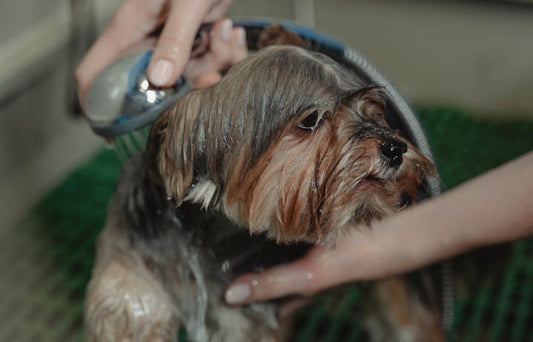 Dog being rinsed during a bath before grooming